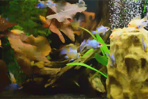 video2