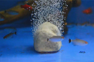 video7